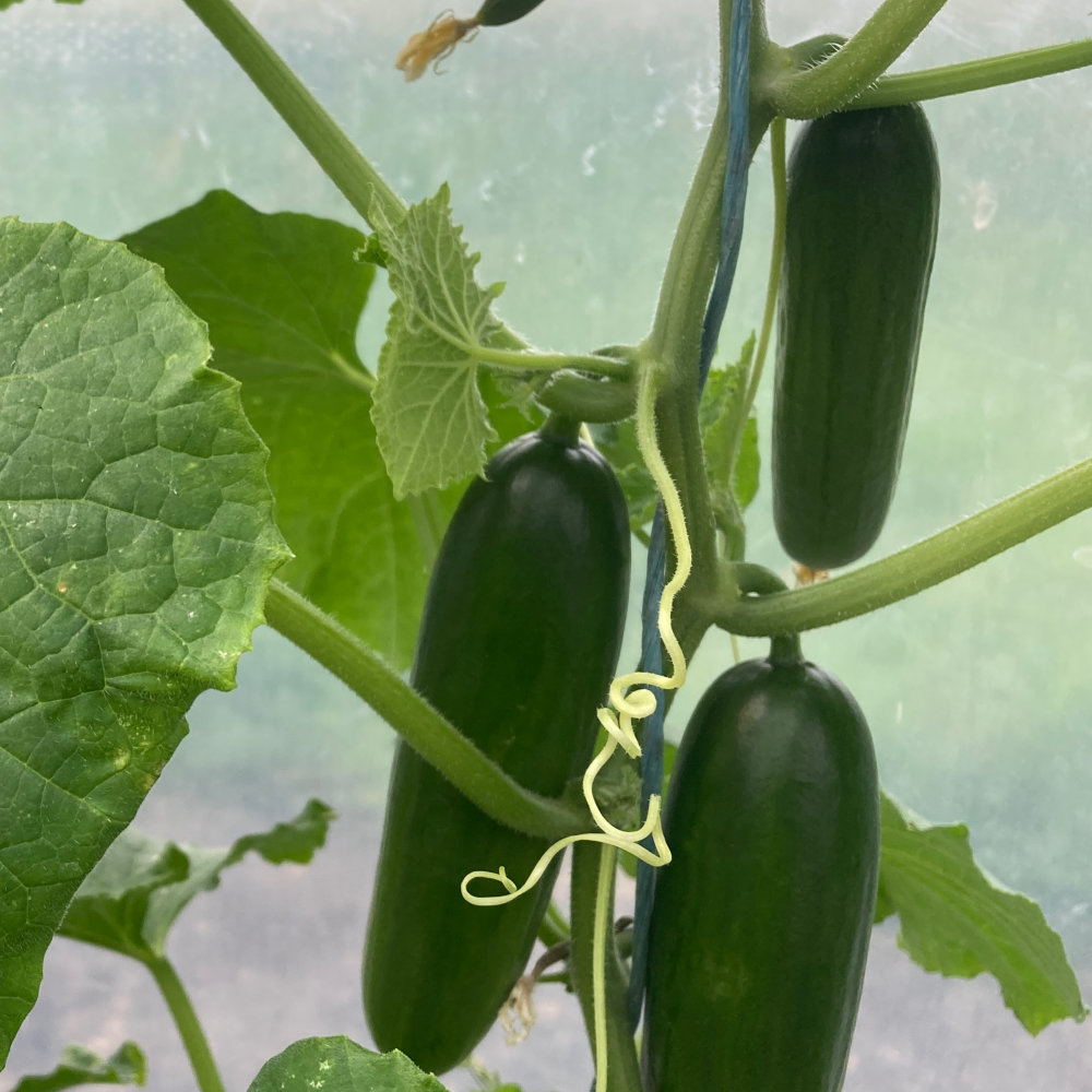 Cucumber Snack